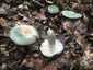 Varashátú galambgomba (Russula virescens), Zemplén. Idősen kalapja és lemezei is okkeresen foltosodnak